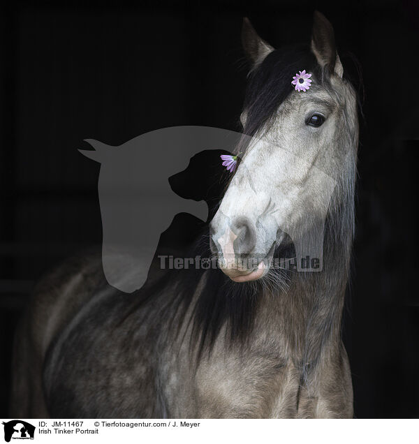 Irish Tinker Portrait / Irish Tinker Portrait / JM-11467