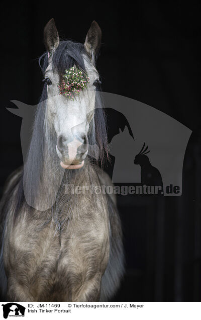 Irish Tinker Portrait / Irish Tinker Portrait / JM-11469