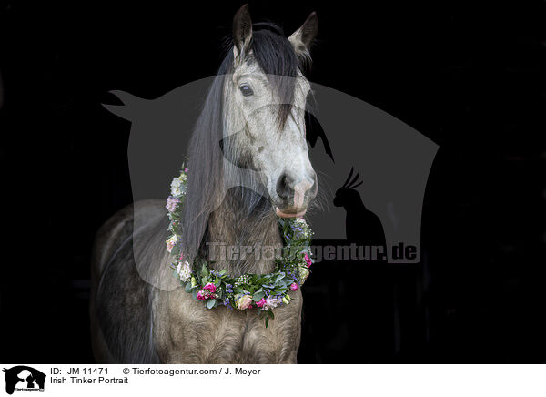 Irish Tinker Portrait / JM-11471