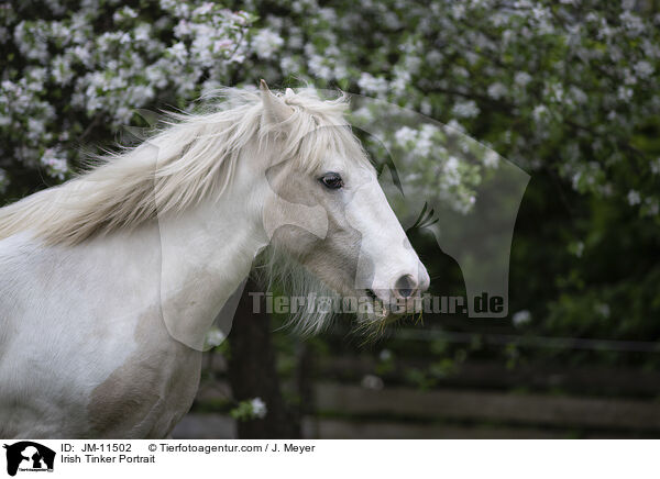Irish Tinker Portrait / JM-11502