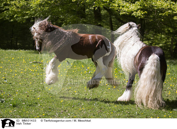 Irish Tinker / MM-01433