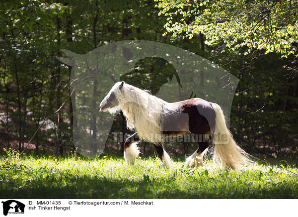 Irish Tinker Hengst / MM-01435