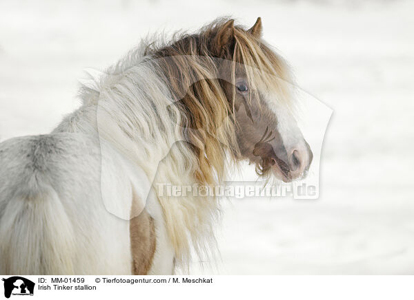Irish Tinker stallion / MM-01459
