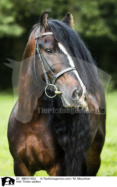 Irish Tinker Hengst / Irish Tinker stallion / MM-01462