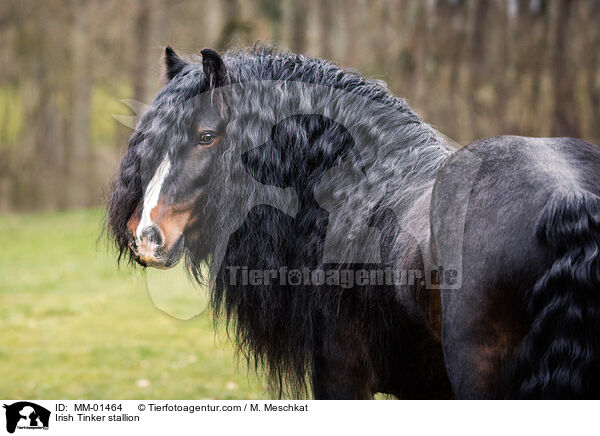 Irish Tinker Hengst / Irish Tinker stallion / MM-01464