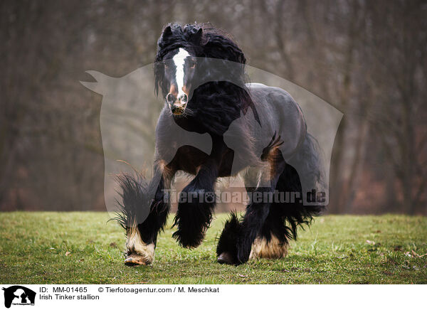 Irish Tinker stallion / MM-01465