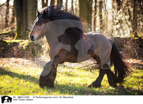 Irish Tinker stallion / MM-01468