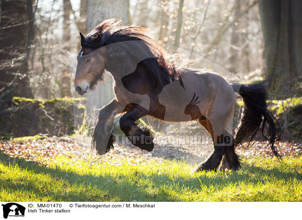 Irish Tinker stallion / MM-01470