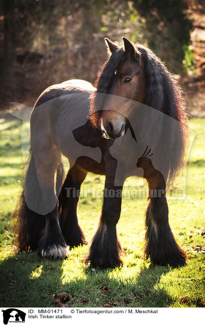 Irish Tinker Hengst / Irish Tinker stallion / MM-01471
