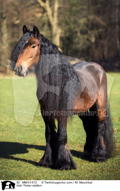 Irish Tinker Hengst / Irish Tinker stallion / MM-01472