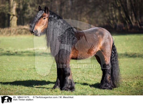 Irish Tinker stallion / MM-01473
