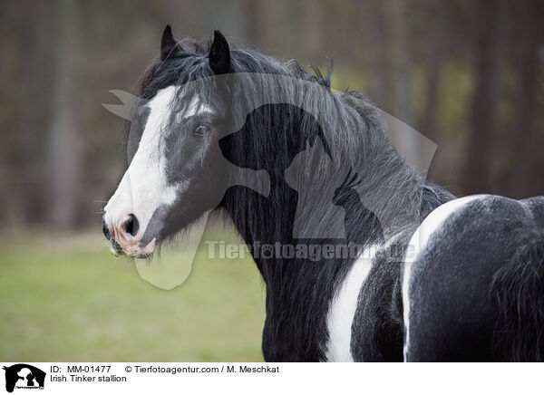 Irish Tinker stallion / MM-01477