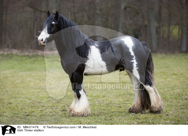 Irish Tinker Hengst / Irish Tinker stallion / MM-01478