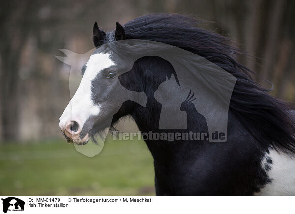 Irish Tinker stallion / MM-01479