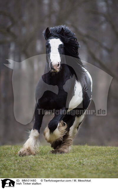 Irish Tinker Hengst / Irish Tinker stallion / MM-01480