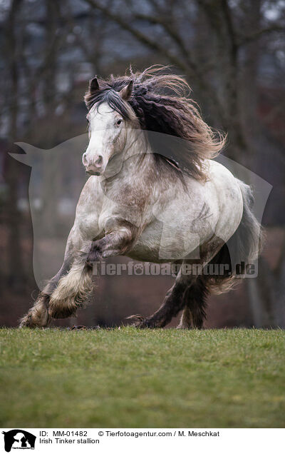 Irish Tinker Hengst / Irish Tinker stallion / MM-01482