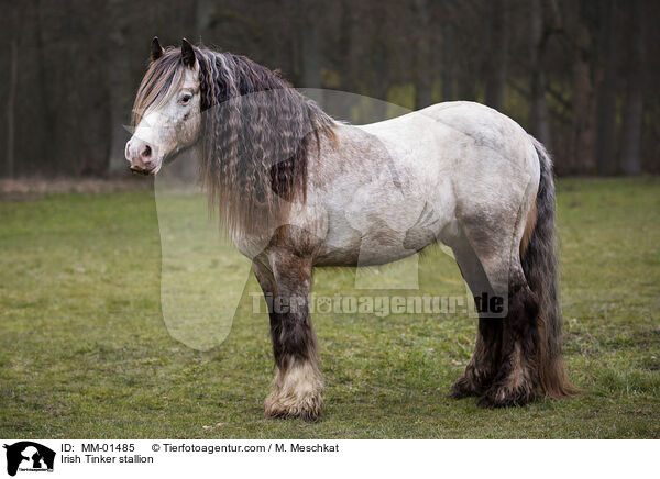 Irish Tinker Hengst / Irish Tinker stallion / MM-01485