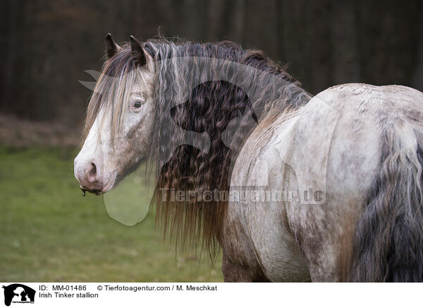 Irish Tinker stallion / MM-01486