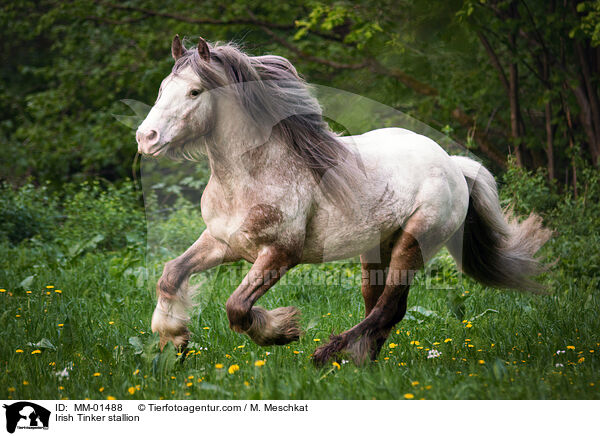 Irish Tinker Hengst / Irish Tinker stallion / MM-01488