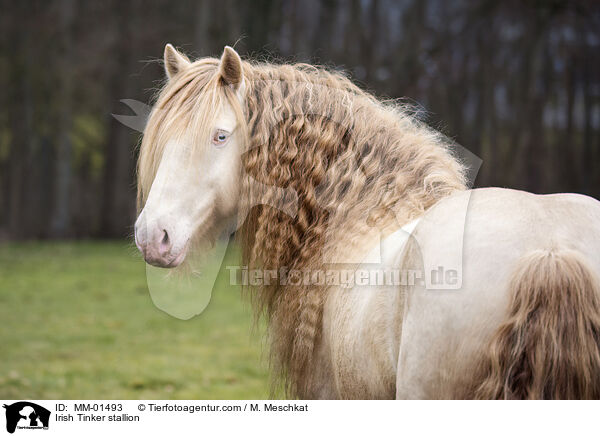 Irish Tinker stallion / MM-01493
