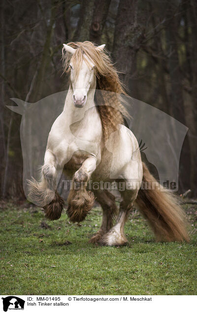 Irish Tinker Hengst / Irish Tinker stallion / MM-01495