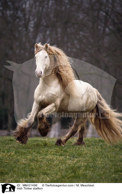 Irish Tinker Hengst / Irish Tinker stallion / MM-01496