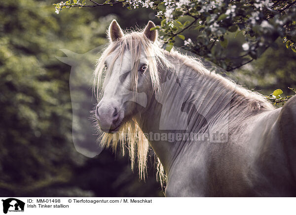 Irish Tinker stallion / MM-01498