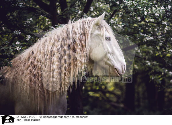 Irish Tinker stallion / MM-01499