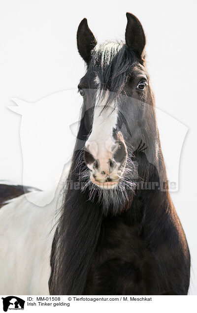 Irish Tinker Wallach / Irish Tinker gelding / MM-01508