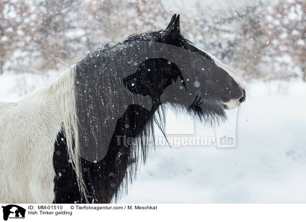 Irish Tinker gelding / MM-01510