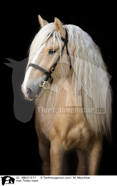 Irish Tinker mare / MM-01517