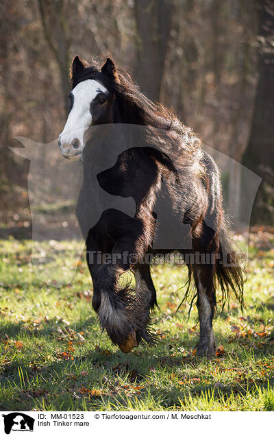 Irish Tinker mare / MM-01523