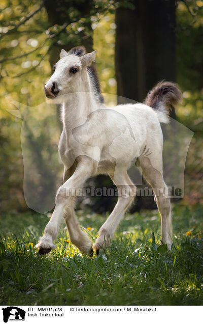 Irish Tinker Fohlen / Irish Tinker foal / MM-01528