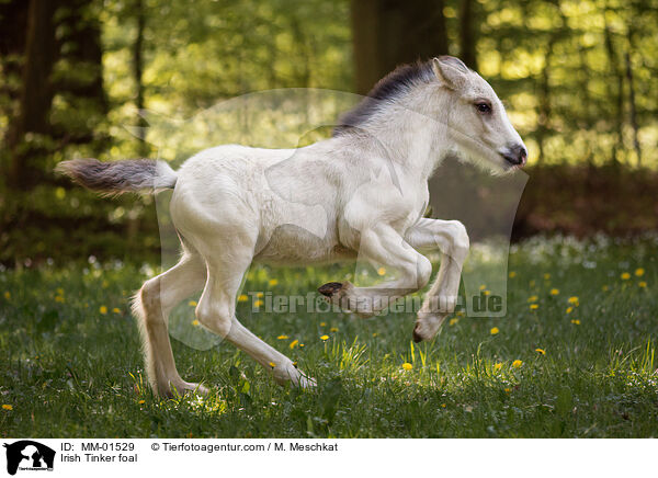 Irish Tinker Fohlen / Irish Tinker foal / MM-01529
