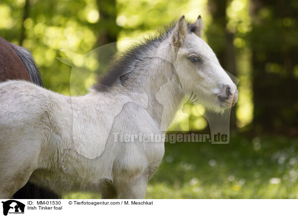 Irish Tinker Fohlen / Irish Tinker foal / MM-01530