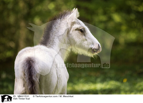 Irish Tinker foal / MM-01531
