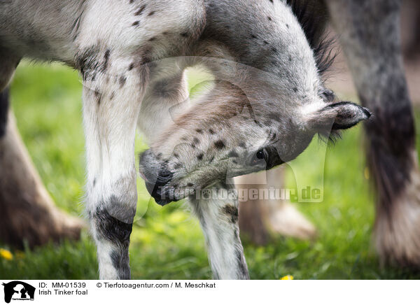 Irish Tinker Fohlen / Irish Tinker foal / MM-01539