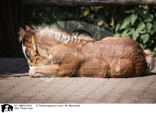 Irish Tinker Fohlen / Irish Tinker foal / MM-01544