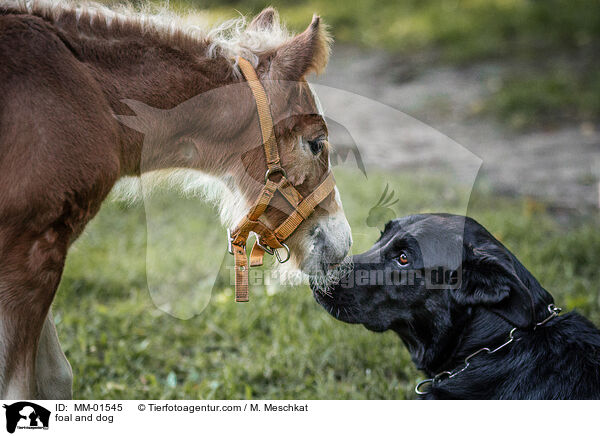 foal and dog / MM-01545