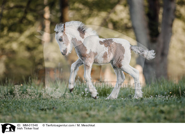Irish Tinker foal / MM-01546