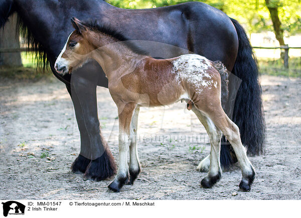 2 Irish Tinker / MM-01547