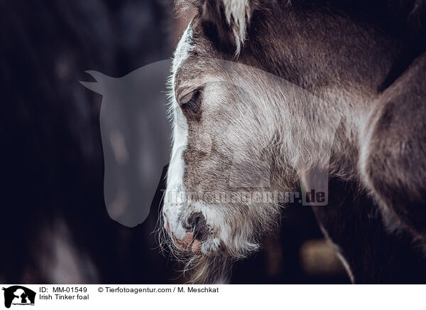 Irish Tinker foal / MM-01549