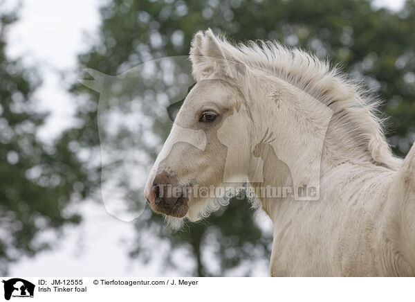 Irish Tinker Fohlen / Irish Tinker foal / JM-12555