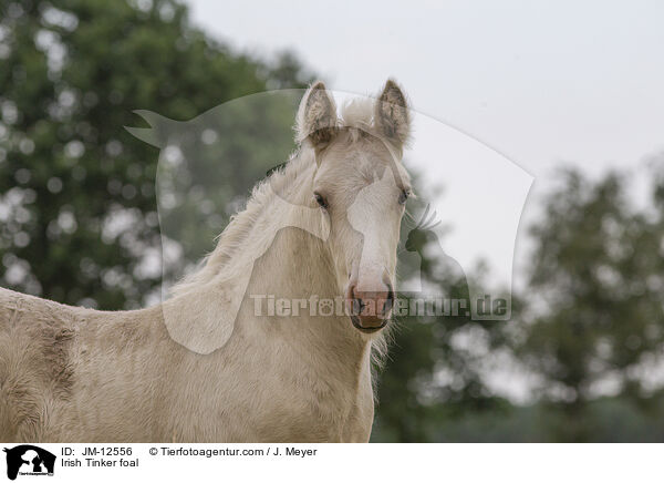 Irish Tinker foal / JM-12556