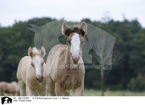 Irish Tinker foals / JM-12558