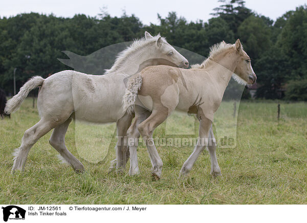 Irish Tinker Fohlen / Irish Tinker foals / JM-12561