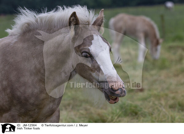Irish Tinker Fohlen / Irish Tinker foals / JM-12564