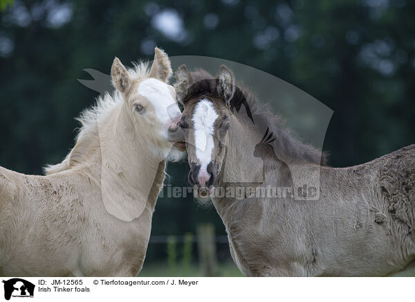 Irish Tinker Fohlen / Irish Tinker foals / JM-12565