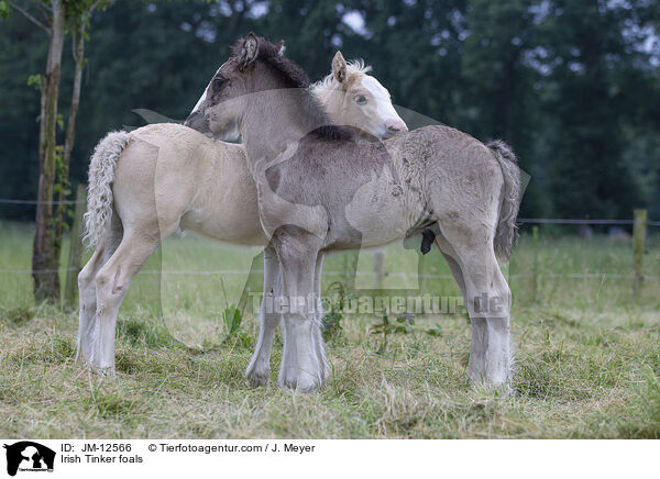 Irish Tinker Fohlen / Irish Tinker foals / JM-12566