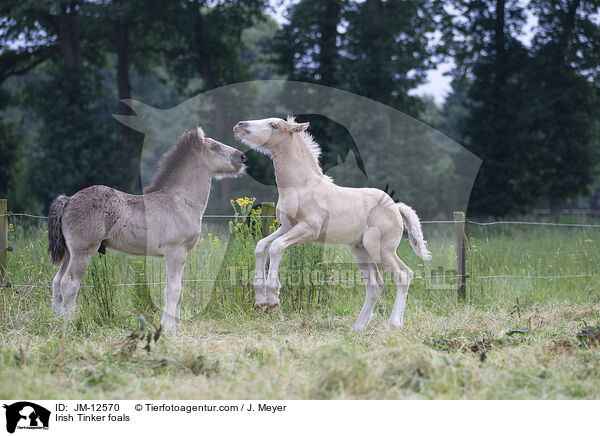 Irish Tinker Fohlen / Irish Tinker foals / JM-12570